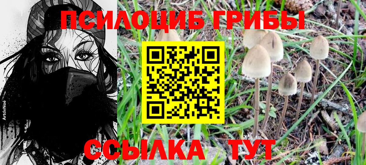 Галлюциногенные грибы Psilocybe Боровичи